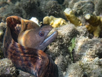 Latticetail moray    (Gymnothorax buroensis)