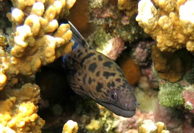 Gymnothorax buroensis (La Saline)