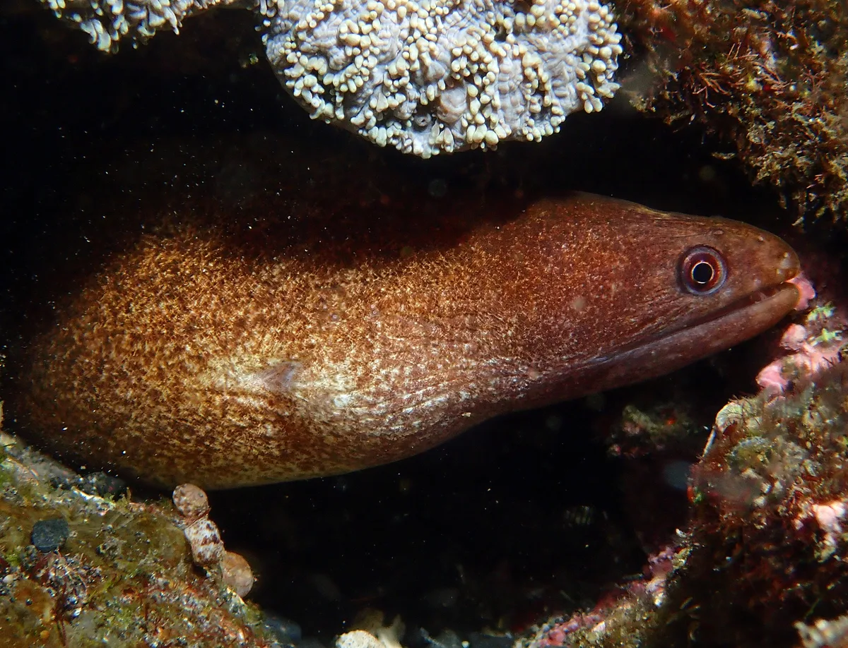 Gymnothorax buroensis - L'Étang-Salé, RE-PL, RE