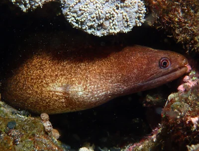 Gymnothorax buroensis - L'Étang-Salé, RE-PL, RE
