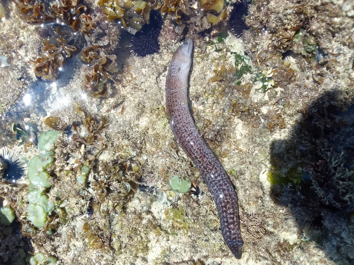 Gymnothorax buroensis - QJ73+6J3, Tiwi, Kenya