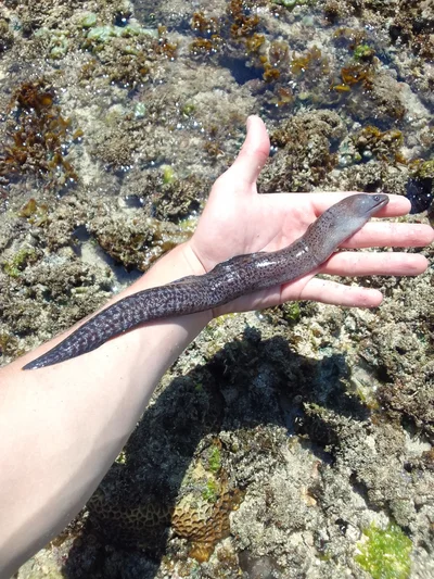 Gymnothorax buroensis - QJ73+6J3, Tiwi, Kenya