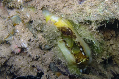 Chama lazarus - Pamandzi, Mayotte
