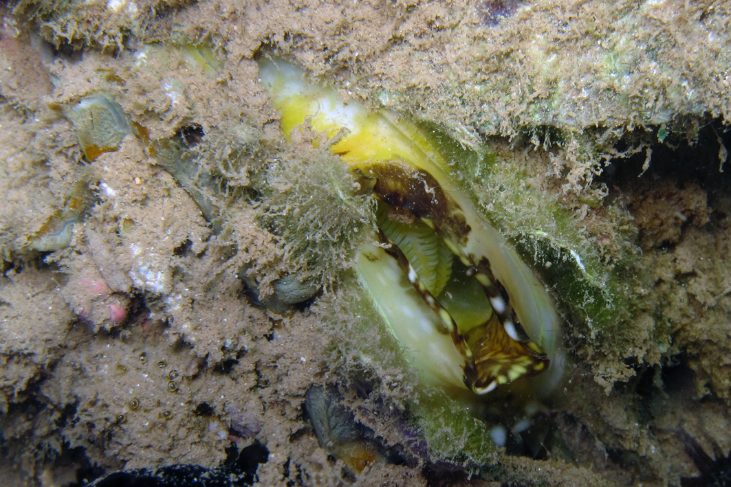 Chama lazarus - Pamandzi, Mayotte
