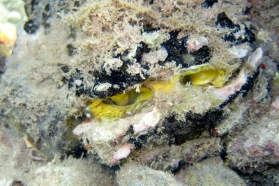 Chama lazarus - Pamandzi, Mayotte