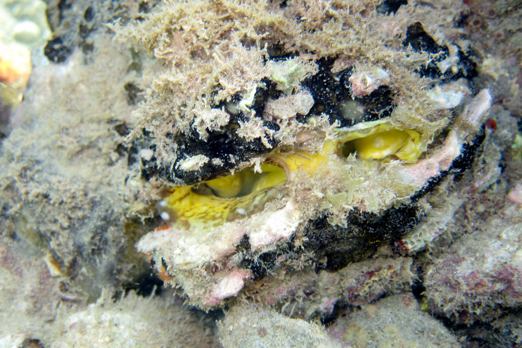 Chama lazarus - Pamandzi, Mayotte