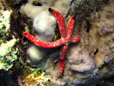 Leiaster leachi (1)