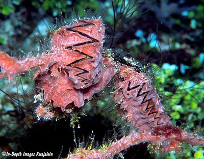 Leaf Oyster