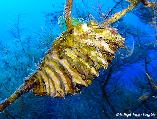 Leaf Oyster