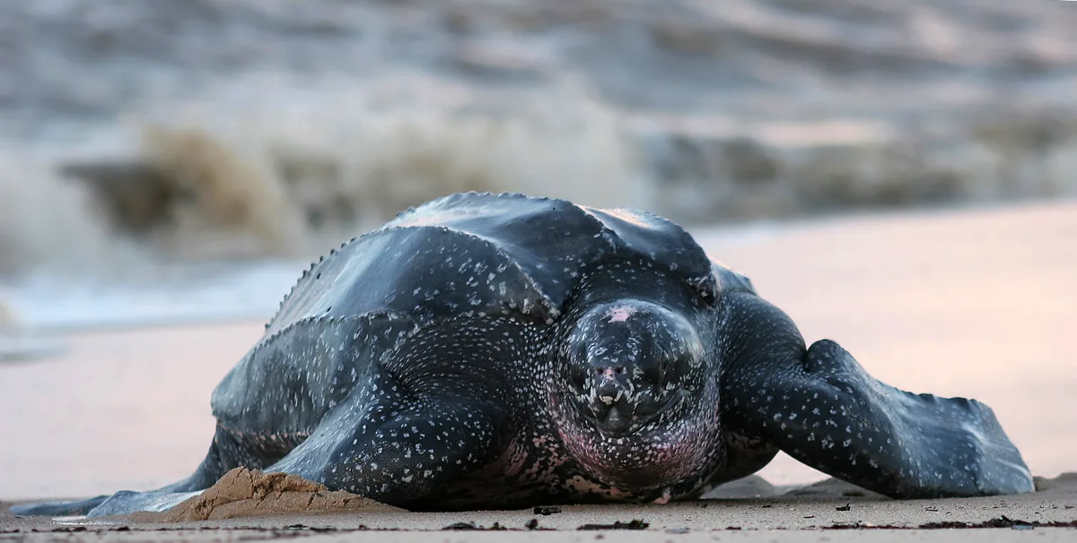 Leatherback Turtle