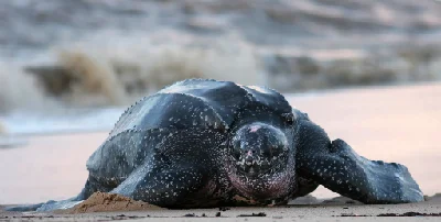Leatherback Turtle