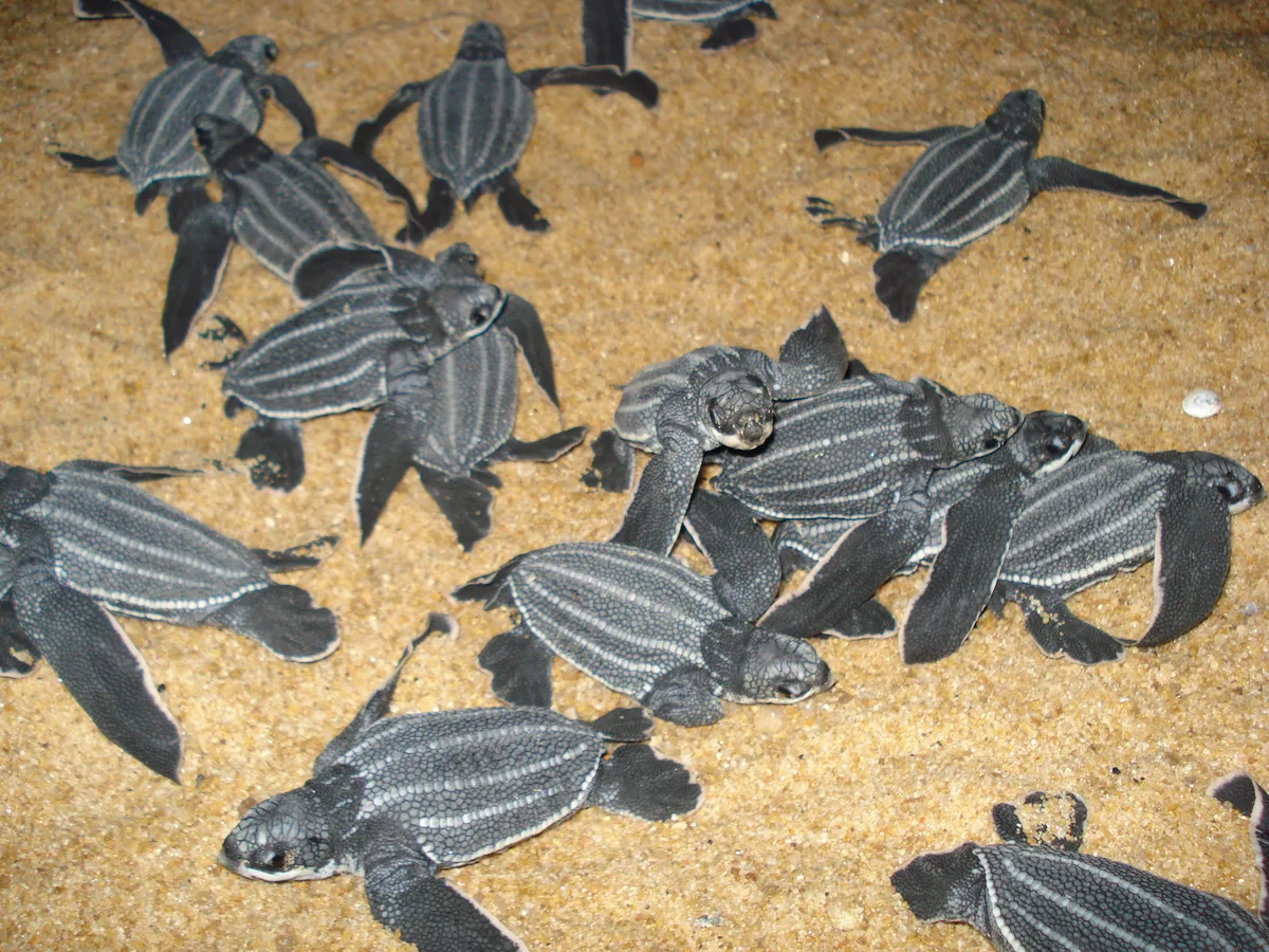 Leatherback Turtle
