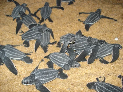 Leatherback Turtle