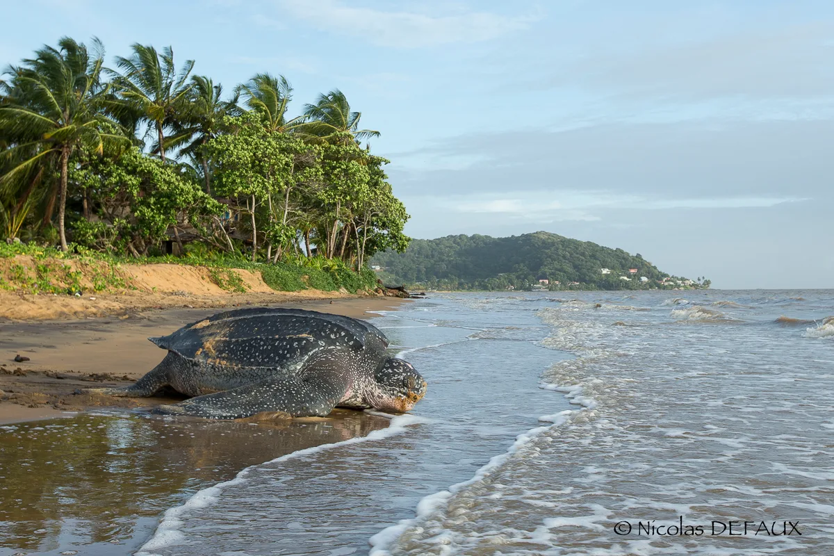 Leatherback Turtle