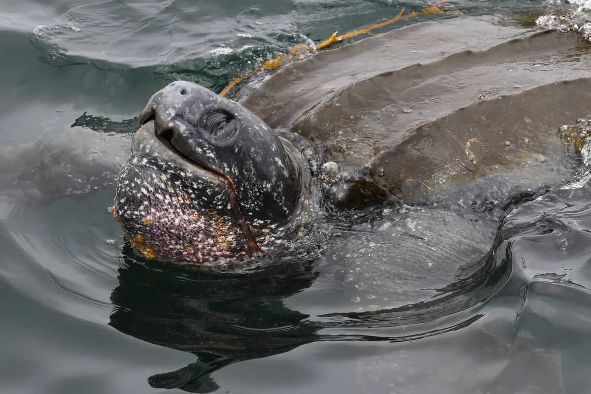 Leatherback Turtle