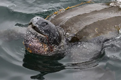 Leatherback Turtle