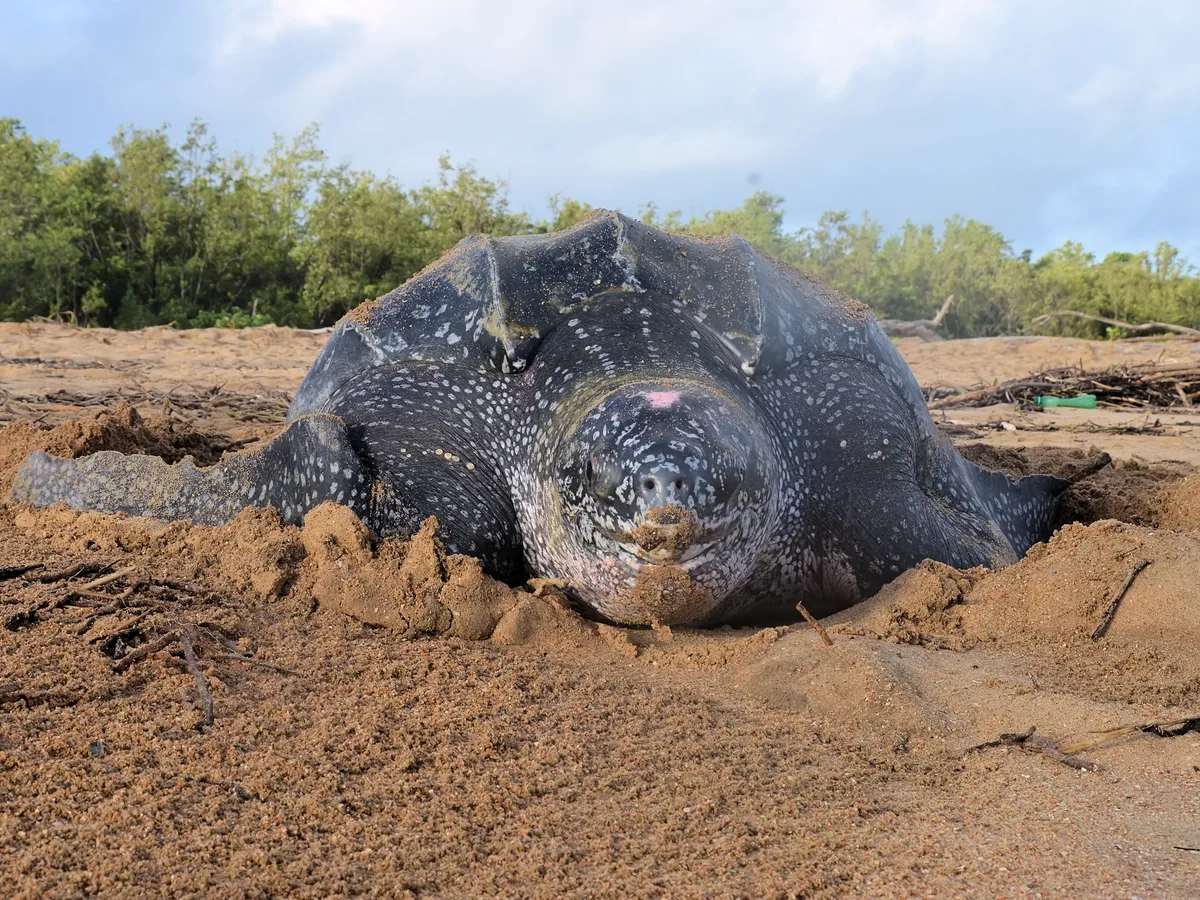 Leatherback Turtle