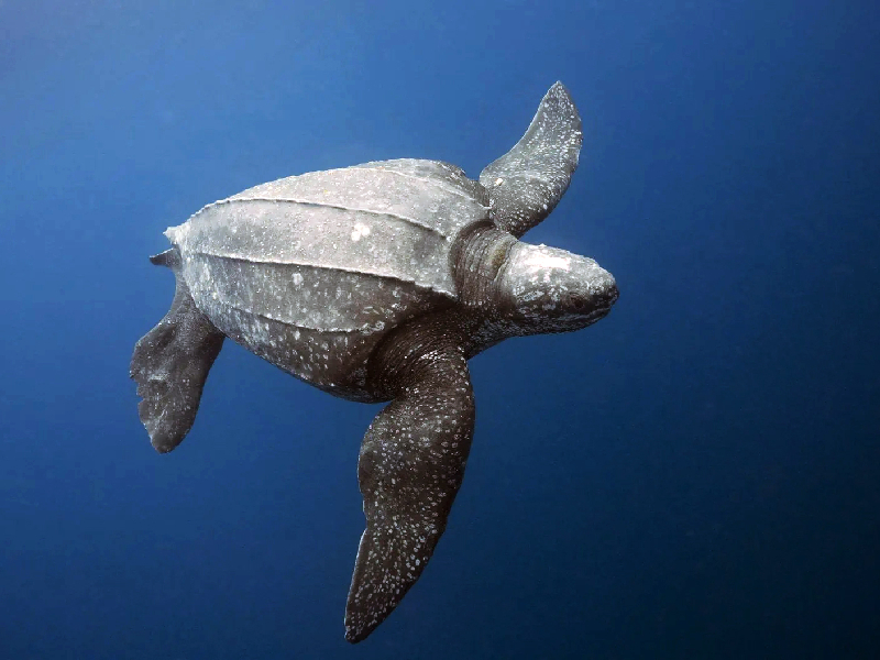 Leatherback Turtle