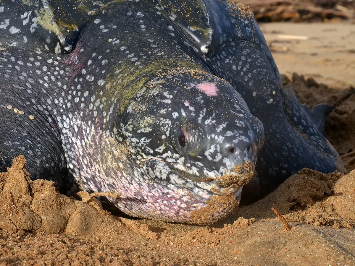 Dermochelys coriacea (close)