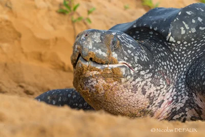 Tortue luth - Dermochelys coriacea