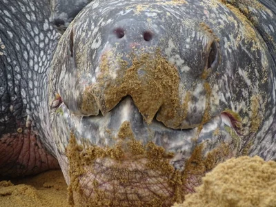 Tortue luth (Dermochelys coriacea)