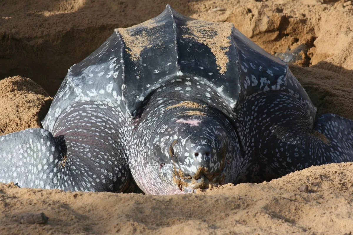Tortue Luth (Dermochelys coriacea) - Guyane