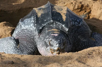 Tortue Luth (Dermochelys coriacea) - Guyane