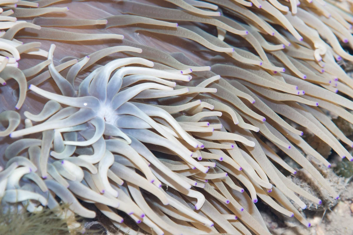 Leathery anemone (Radianthus crispa)