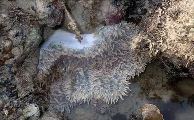 Leathery anemone (Radianthus crispa)