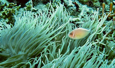 Pink Skunk Anemonefish (Amphiprion perideraion) in Sebae Anemone (Radianthus crispa)