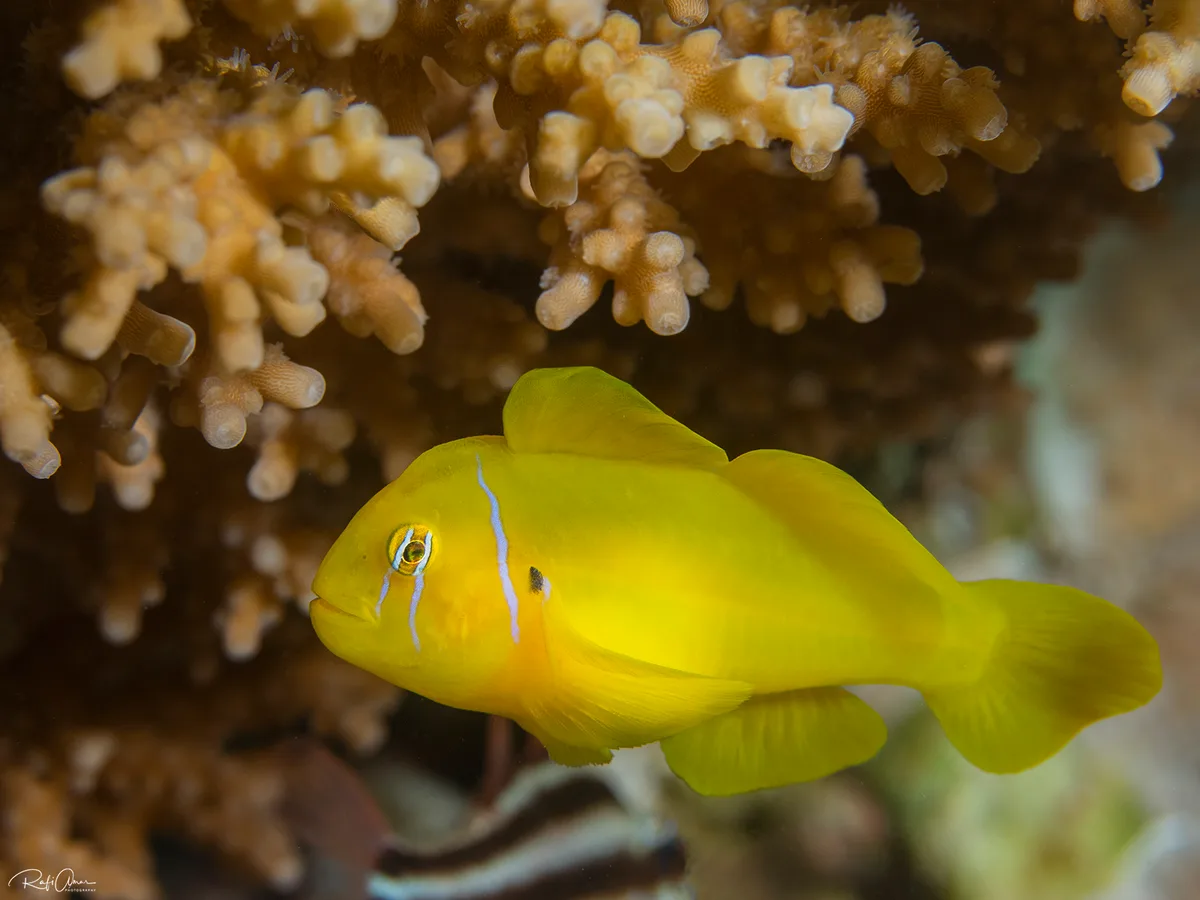 Lemon Coralgoby