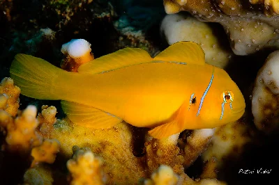 Lemon Coralgoby