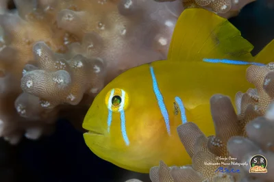POISON GOBY