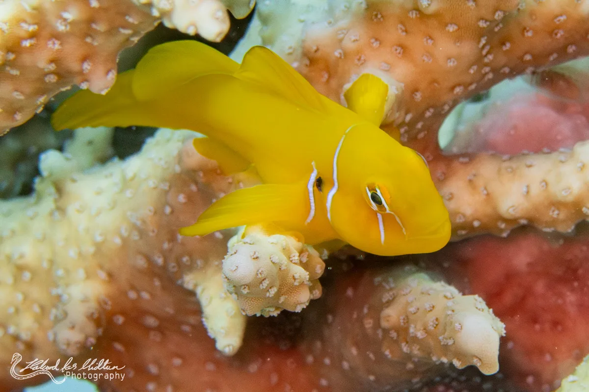 Gobiodon citrinus (Pison Goby)