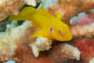 Gobiodon citrinus (Pison Goby)