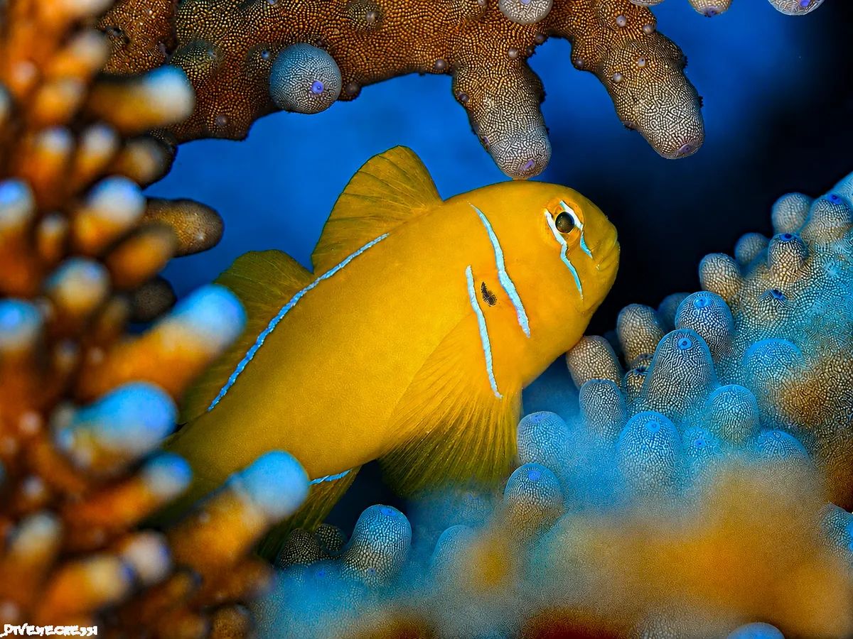 Lemon Clown Goby (Gobiodon citrinus)