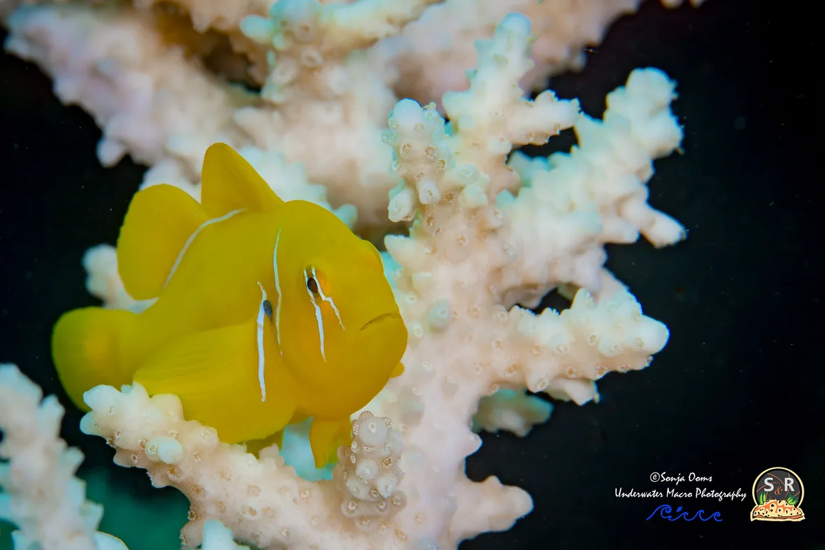 POISON GOBY