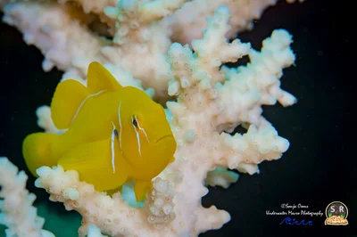 POISON GOBY