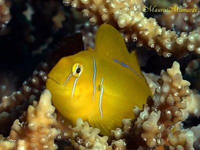 Z3378B - Gobiodon citrinus