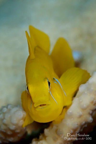 Lemon Yellow... (Gobiodon citrinus)