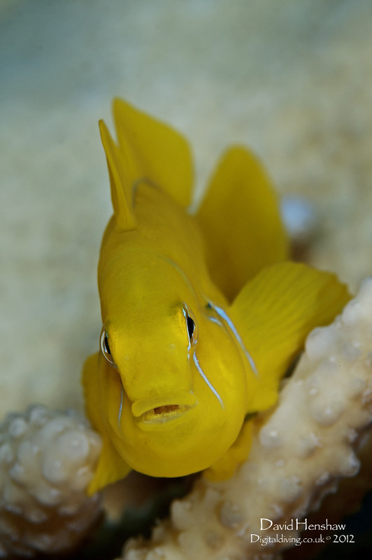 Lemon Yellow... (Gobiodon citrinus)