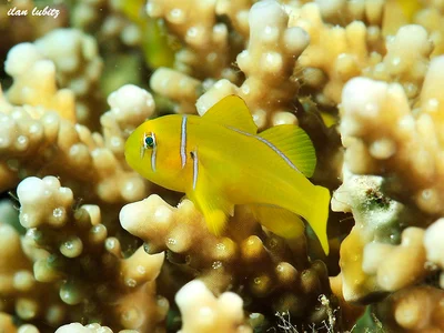 goby      Gobiodon citrinus _DSC2384