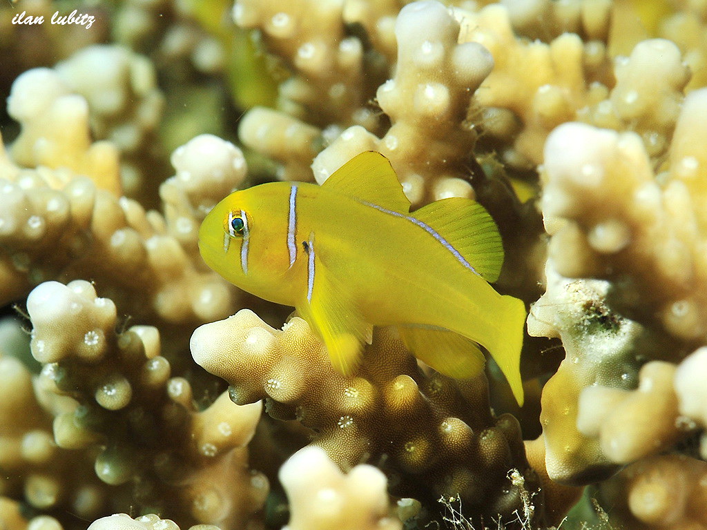 goby      Gobiodon citrinus _DSC2384