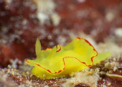 Yellow Noumea - Diversidoris flava