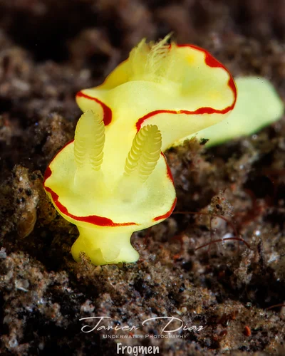 Diversidoris flava. Tulamben. Bali.