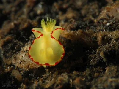 Diversidoris flava