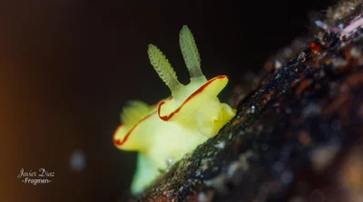 Diversidoris flava. Tulamben. Bali.