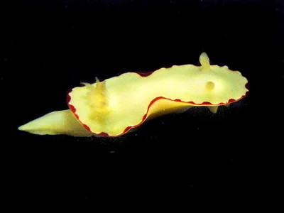 Diversidoris flava - Rapier Shoal, Sunshine Coast QLD, Australia