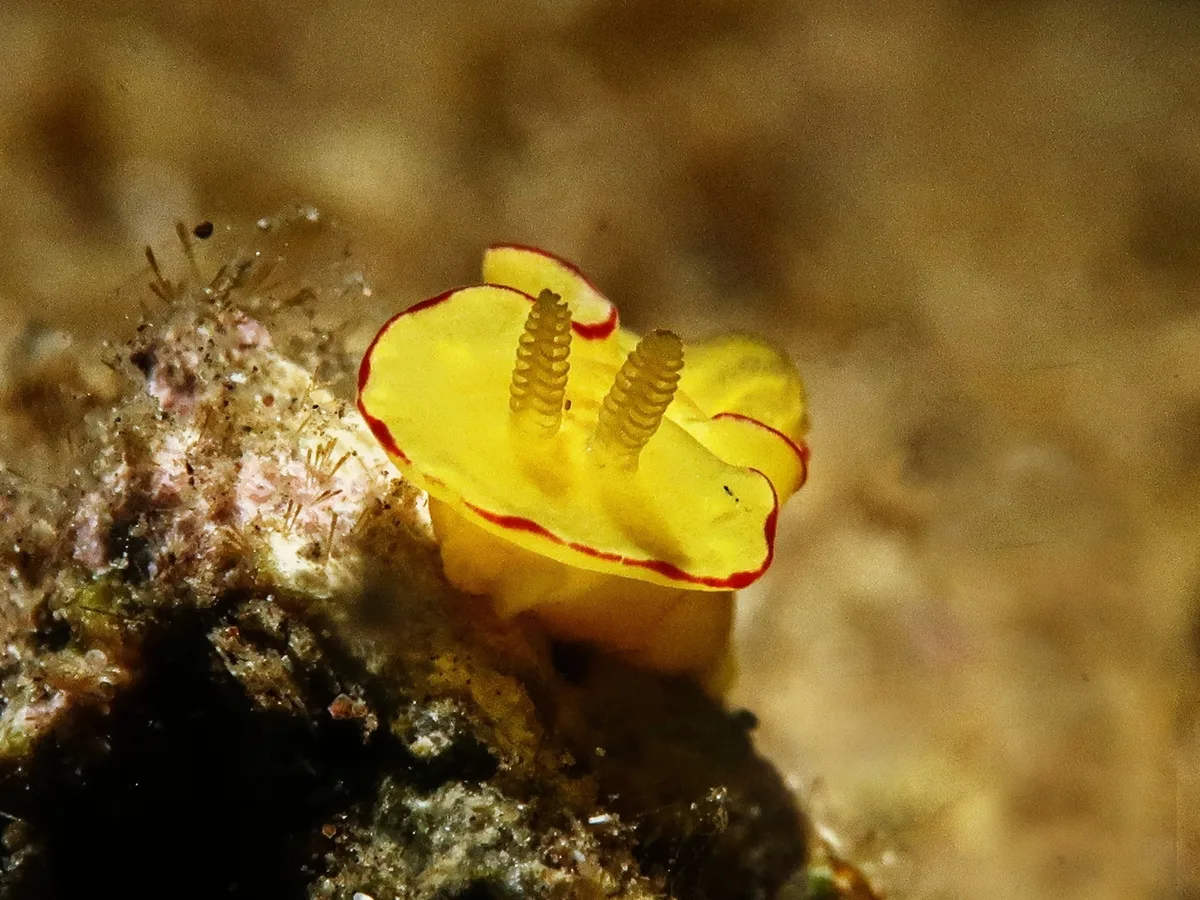 Diversidoris flava - Old volcano, Camiguin, Philippinen