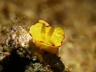 Diversidoris flava - Old volcano, Camiguin, Philippinen